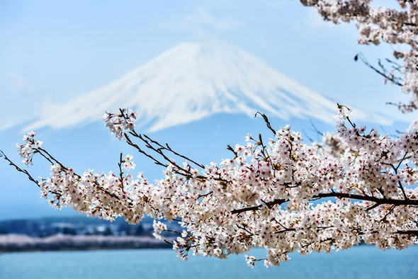花見 富士山麓で楽しめる 桜 はソメイヨシノだけじゃない 趣味 フジヤマクロスロード 富士山 山中湖の別荘ならフジヤマスタイル
