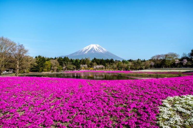観光】春～初夏だからこそ出会える景色！富士五湖周辺のお出かけ 