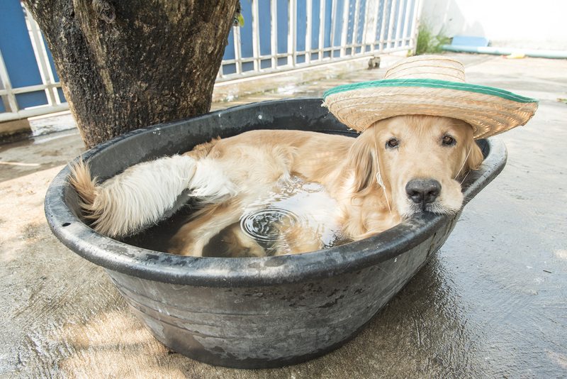愛犬にも対策が必要 犬の熱中症予防のポイントとは セカンドライフ フジヤマクロスロード 富士山 山中湖の別荘ならフジヤマスタイル