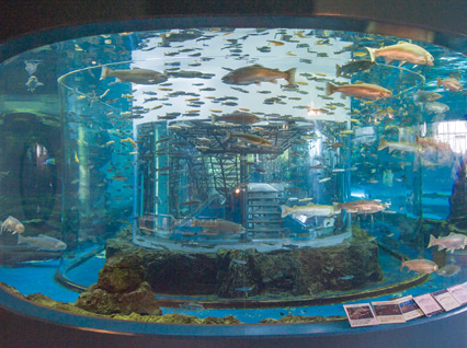 山梨県立富士湧水の里水族館へ、「夏の涼」を訪ねて