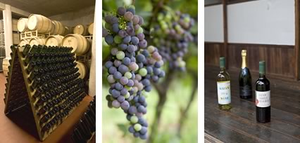 昭和5（1930）年創業。現在、 3代目の土屋氏が代表を務め、夫婦でワイン造りに取り組む。自家農園のぶどうを主に使用し、丹精を凝らして生み出される機山ワインには、根強いファンが多い。