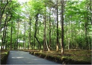 2011年新分譲地第1弾「木漏れ日の森」販売開始。