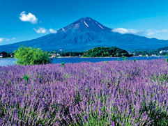 富士山講座「富士山文化遺産を巡る2日間」 （マイクロバス観光と車内講座）