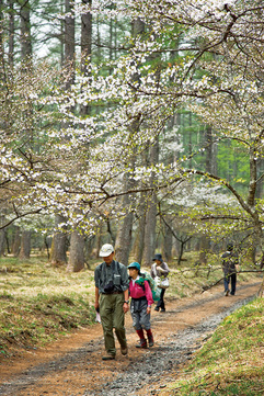 富士桜ハイキング（中の茶屋周辺散策）