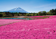 残雪の富士山と鮮やかなピンクの絨毯のコントラスト。２０１６富士芝桜まつり４月16日から開催！