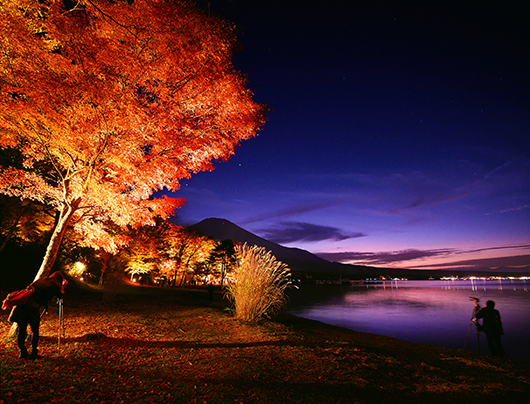日本の渚百選に選ばれた、山中湖の絶景スポットの一つ「夕焼けの渚」を含む旭日丘地区湖畔緑地公園で「夕焼けの渚・紅葉まつり」が今年も開催されます。