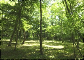 2011年新分譲地第2弾「憩いの森」販売開始。