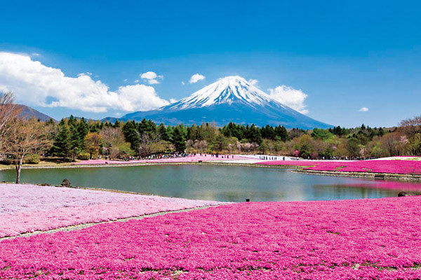 世界遺産の春景色 「富士芝桜まつり」
