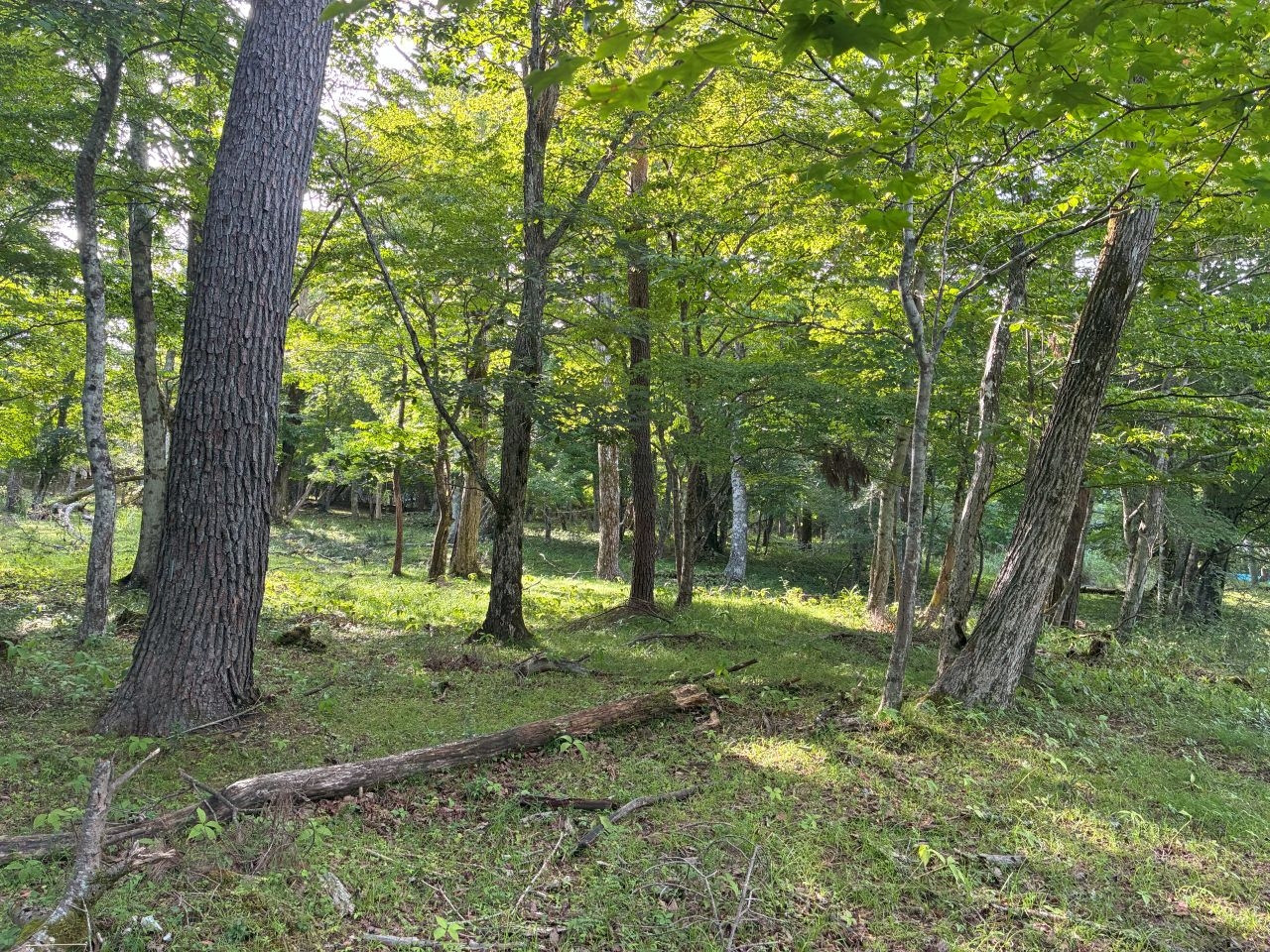 森の景観を愉しむ、緩傾斜の閑静な区画(富士紅葉丘1丁目41番地)